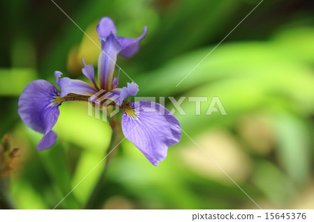 Endangered plant Nasu Hiroshi Ayame endangered type II 15645376