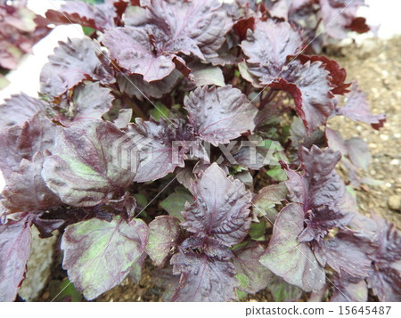 Red Shiso used for coloring of Umeboshi only buys some seedlings and plantes it. You can also enjoy it on the veranda. Red Shiso used for coloring of Umeboshi only buys some seedlings and plantes it. You can also enjoy it on the veranda. 15645487