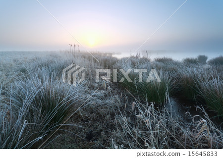 cold misty sunrise on swamp cold misty sunrise on swamp 15645833