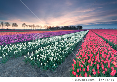 sunrise over colorful tulip field 15645845