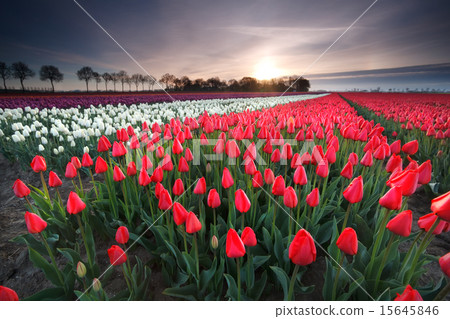 sunrise on red tulip field 15645846