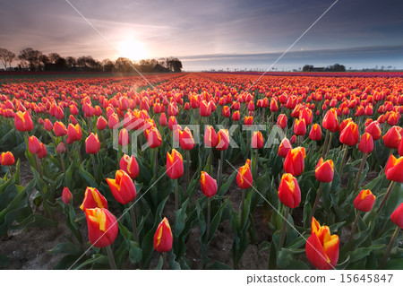 sunrise over red tulip field 15645847