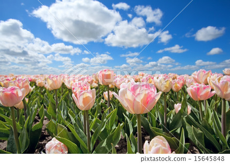 pink tulips on sunny field and blue sky 15645848