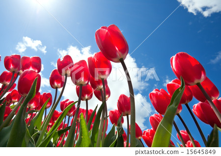 red tulips over blue sky 15645849