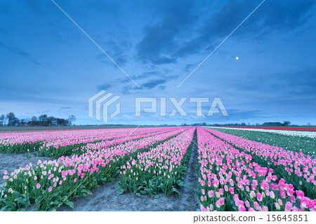 pink tulips and full moon 15645851