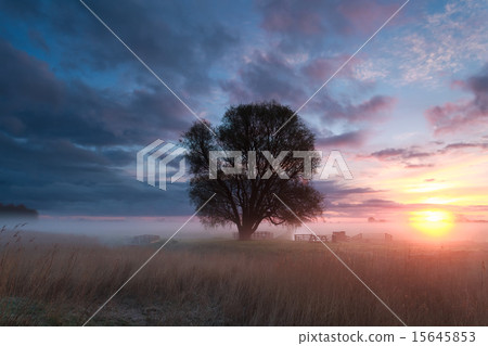misty spring sunrise in countryside 15645853