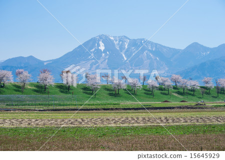 Chikumagawa Sakura和Takashiyama的櫻花樹 Chikumagawa Sakura和Takashiyama的櫻花樹 15645929