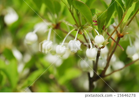 Daeda Dunziae Daeda Dunziae 15646278
