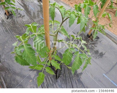 Because tomatoes are easy to raise in fields or planters, it is also recommended for veranda vegetable garden. Because tomatoes are easy to raise in fields or planters, it is also recommended for veranda vegetable garden. 15646446