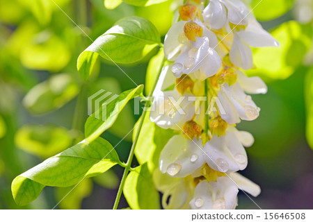 robinia honey with acacia blossoms robinia honey with acacia blossoms 15646508