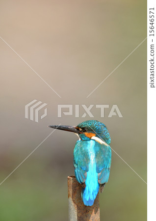 Kingfishes of the perch Kingfishes of the perch 15646571