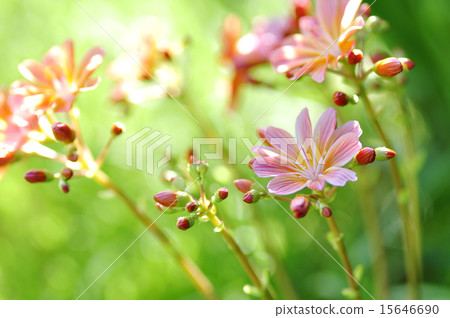 Lewisia子葉 15646690