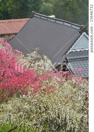 哭泣的桃花村 哭泣的桃花村 15646732