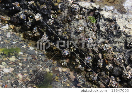 赤塔的貝類 15647003