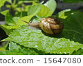 snails  15647080