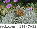 Snail 3 15647082