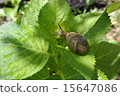 Snail meal 15647086