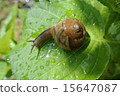 Snail hydration 15647087