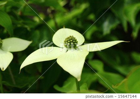 Yamaboshi的花 15647144