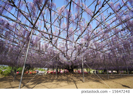Wisteria trellis Wisteria trellis 15647248