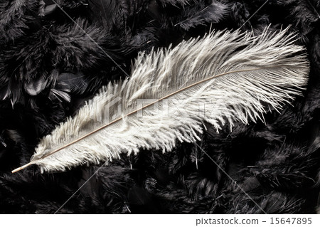 white ostrich feather white ostrich feather 15647895