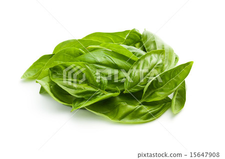 圖庫照片: fresh basil leaves