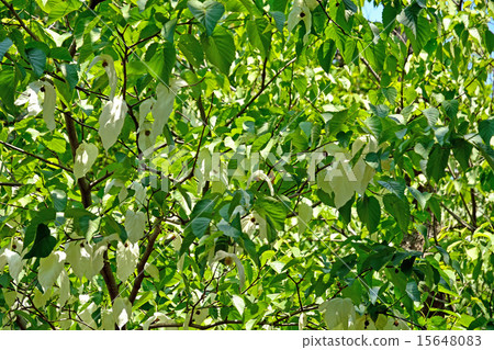Tree: Hankukinoki family 15648083