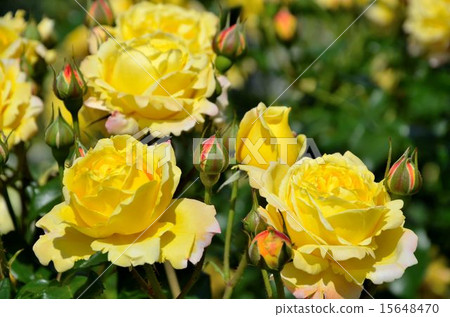 Roses Variety: Tropical Sorbet Roses Variety: Tropical Sorbet 15648470