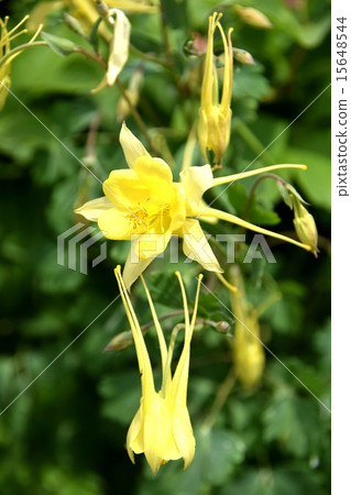 Flowers 15648544