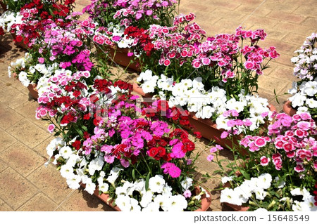 花 花 15648549