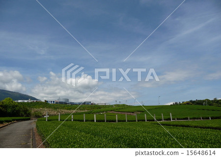 茶園 15648614