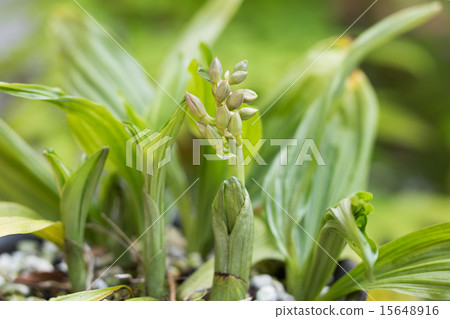 Jievine的芽 15648916