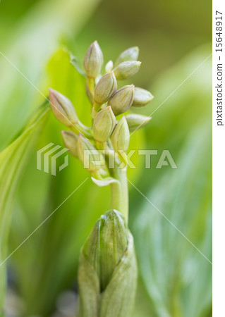 Jievine的芽 15648917