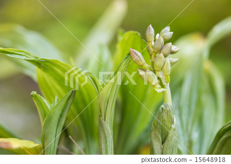Jievine的芽 15648918