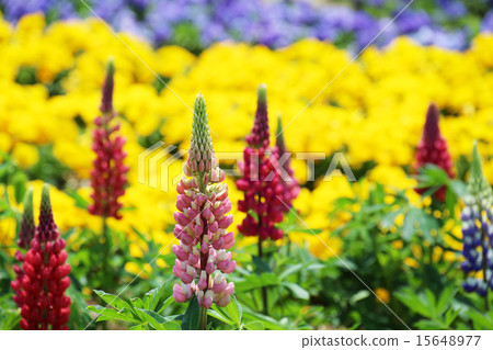 Lupine Lupine 15648977