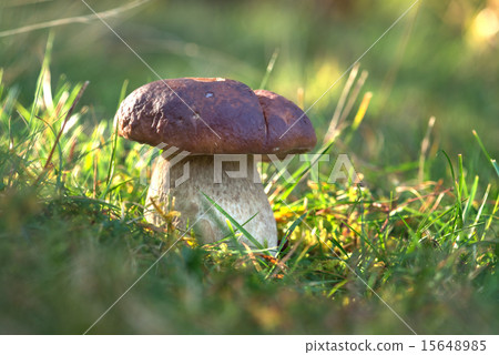 mushroom mushroom 15648985