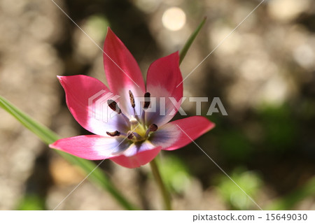 Tulip of the original type 15649030