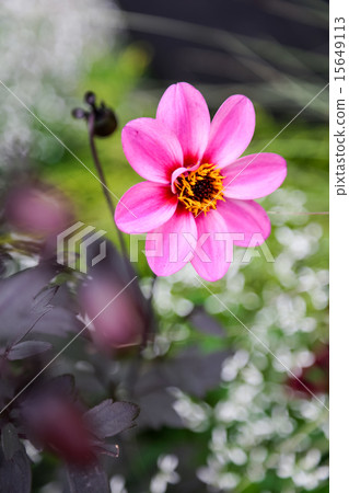 Flower single wheel 15649113