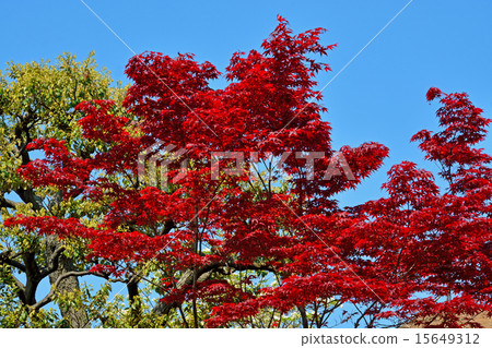 清澄花園：Nomuramo Maiji Maple 15649312