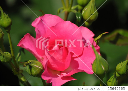 Urara開放 15649665