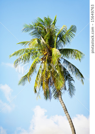 Coconut Palm Coconut Palm 15649763