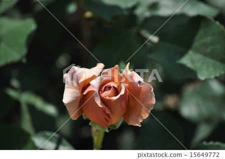 Julia's Julia 15649772