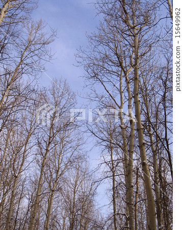 Spring sky. 15649962