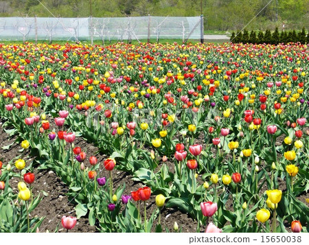 Colorful tulips 15650038