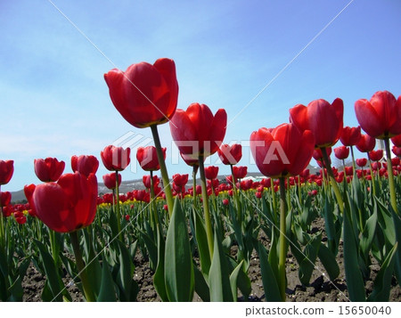 Red tulip Red tulip 15650040