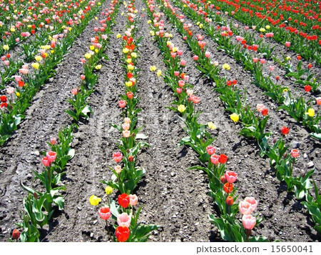 Tulip field 15650041