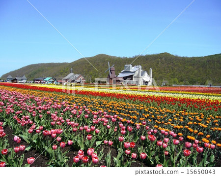 Tulips in full bloom Tulips in full bloom 15650043