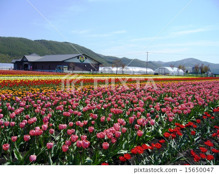 Tulips in full bloom 15650047
