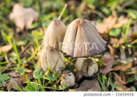 poisonous mushroom poisonous mushroom 15650438