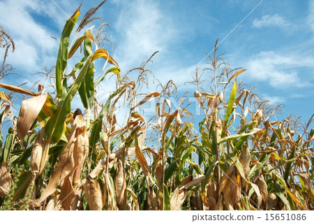 Corn Corn 15651086